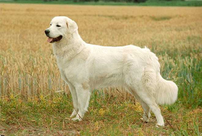 Описание породы собак польская подгалянская овчарка — характер, уход, предназначение