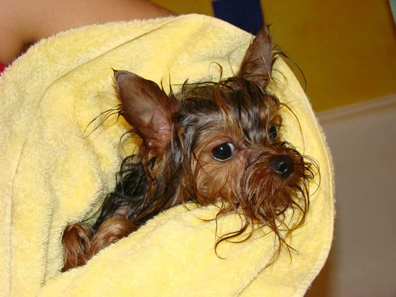 Как помыть собаку – правила и  средства гигиены