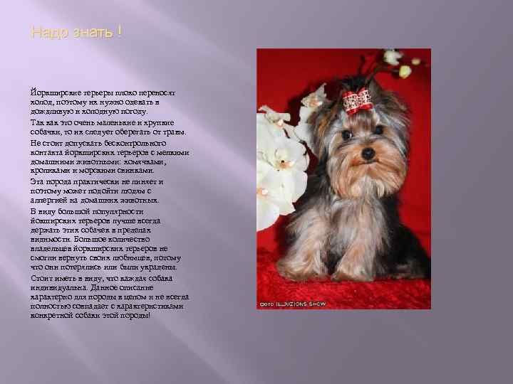 Йоркширский терьер собака. описание, особенности, уход и цена йоркширского терьера | sobakagav.ru