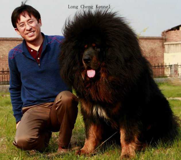 Тибетский мастиф: описание породы, характер собаки и щенка, фото, цена