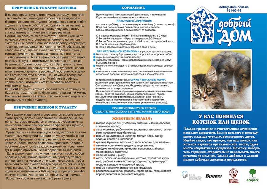Вакцинация котят: схема, цена, вакцины, подготовка
