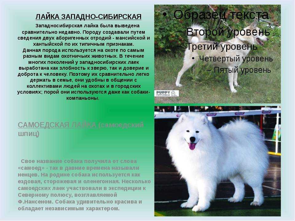 Питомник самоедов - стандарт породы самоедская собака