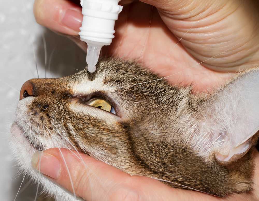 Почему котенок чихает - причины, сопутствующие симптомы, помощь и лечение