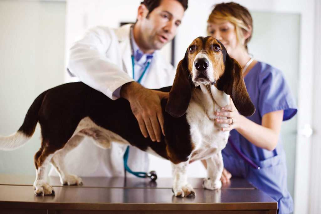 Анафилактический шок у собак