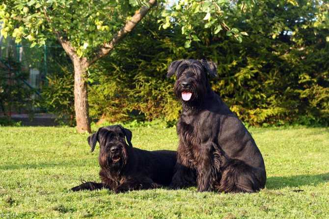 Ризеншнауцер: характеристика, особенности собаки и щенка с фото, обзор породы, описание стандарта, размер и вес, цена