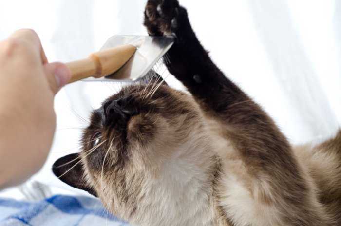 Как ухаживать за шерстью породистых кошек