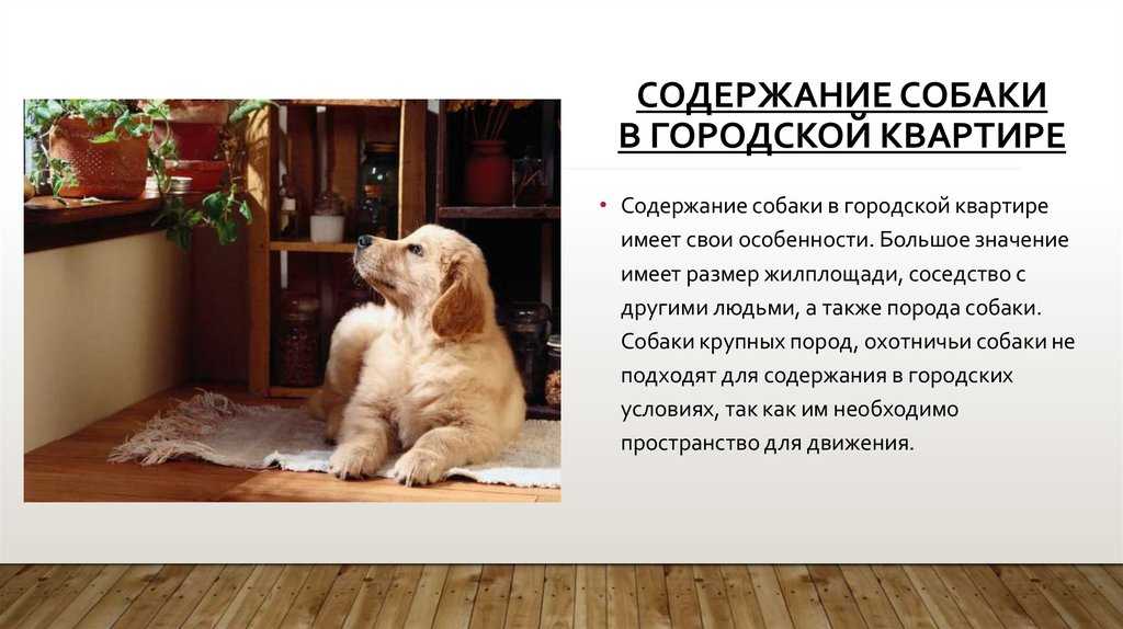 Как подружить кошку с собакой в квартире? как познакомить котенка с щенком? как их примирить? причины вражды и соперничества