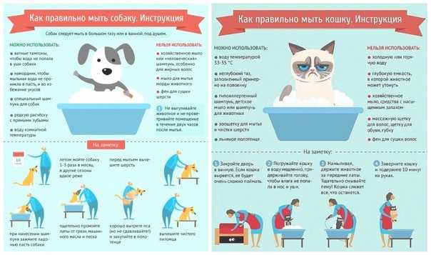 Можно ли мыть кошку обычным шампунем | человеческим, детским