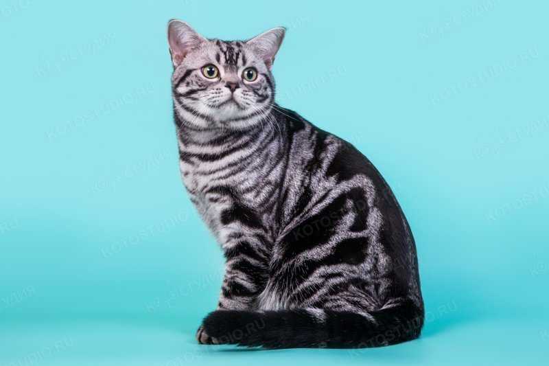 Сиамская кошка - разновидности, особенности ухода и отзывы владельцев