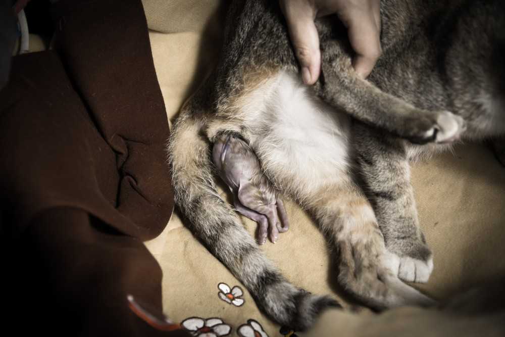 Срок беременности у кошек - сколько длится