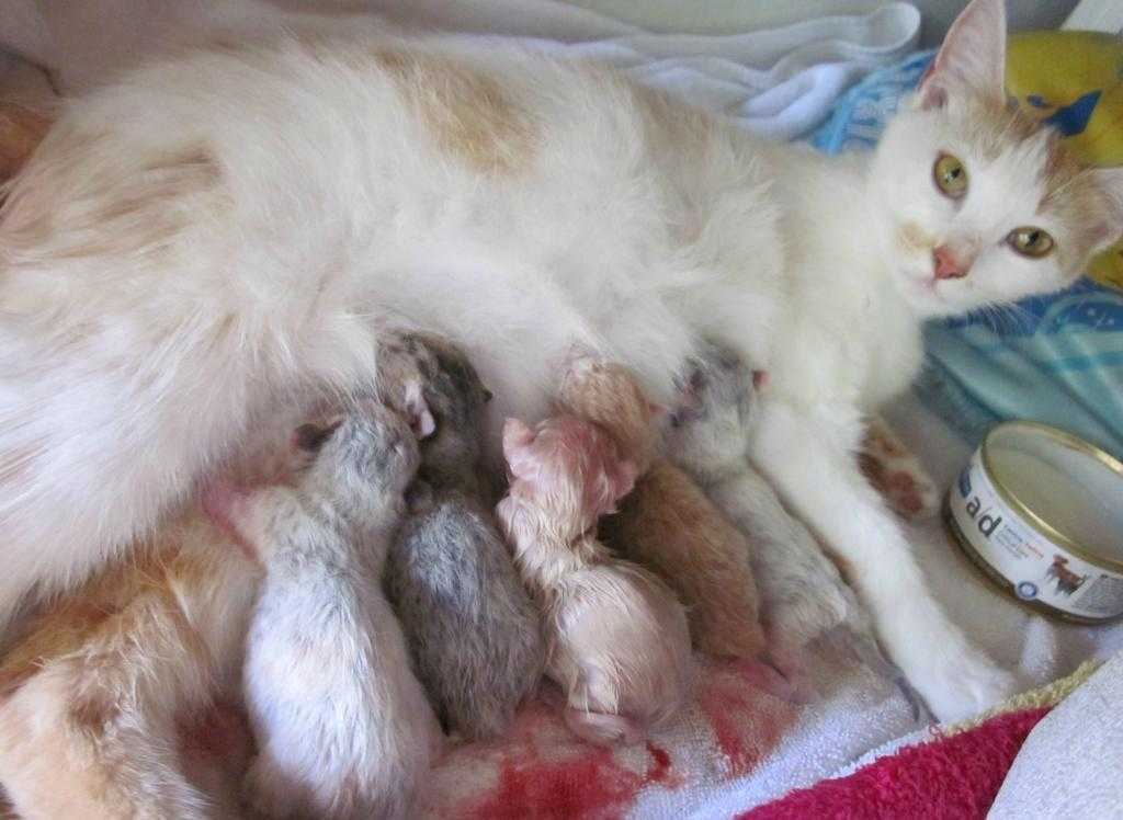 Роды у кошки - признаки и процесс родов | optimeal