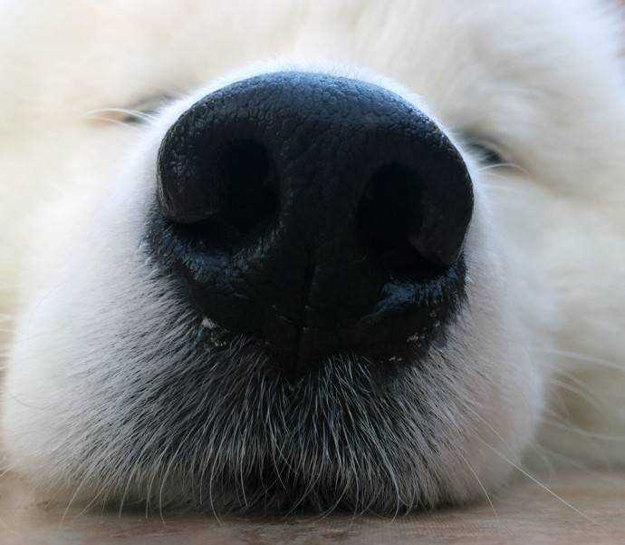 Что делать если у собаки сухой нос, причины сухого и горячего носа
