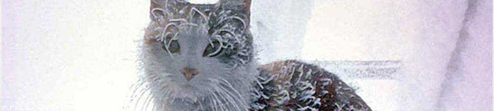 Мерзнут ли кошки зимой на улице, при какой температуре они могут жить вне помещения, как выживают?