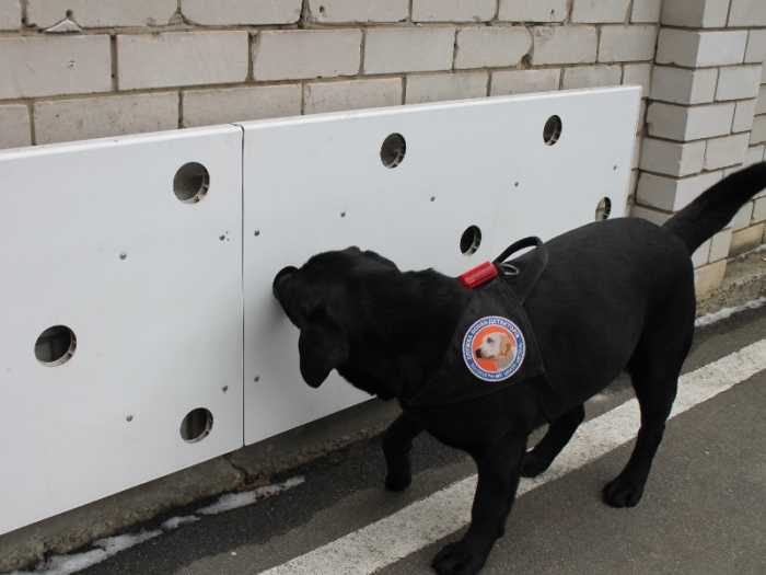 Тренажеры для служебных собак