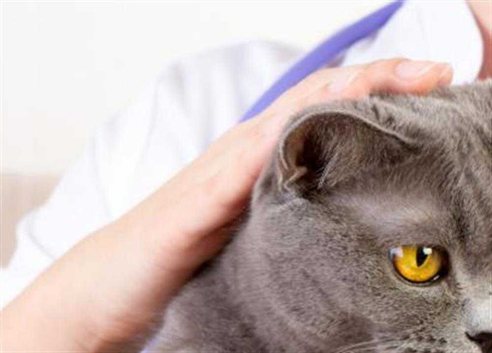 Когда лучше стерилизовать или кастрировать кошку?