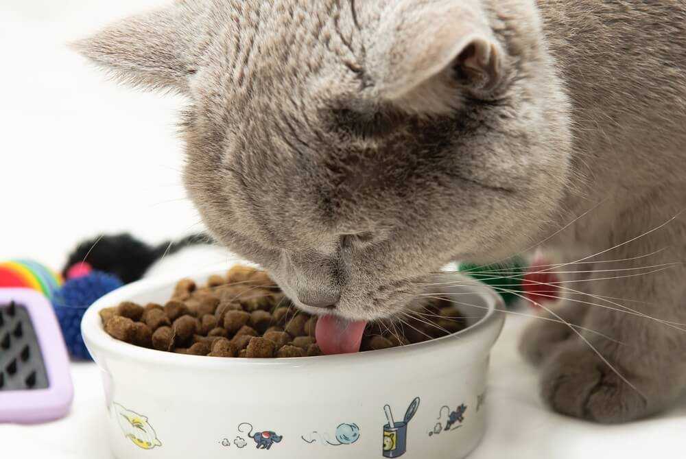 Можно ли кормить кошку только сухим кормом? что делать, если кот ест лишь сухой корм? нормально ли это? мнение ветеринара