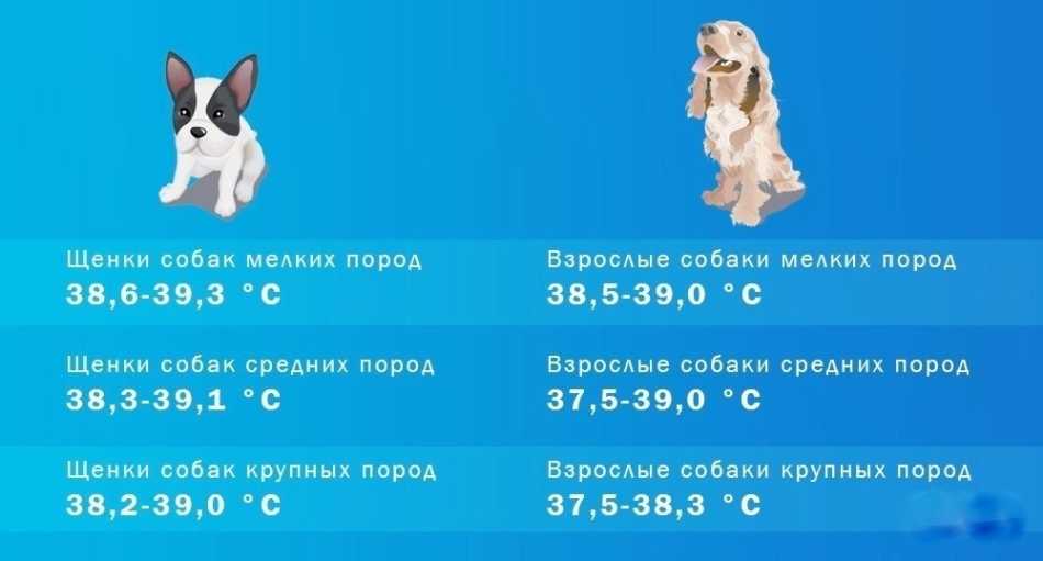 Какая норма температуры у собак, как померить ее и что делать, если она повышена, сбить?