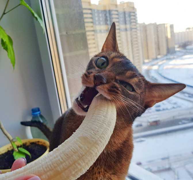 Можно ли кошке дать банан