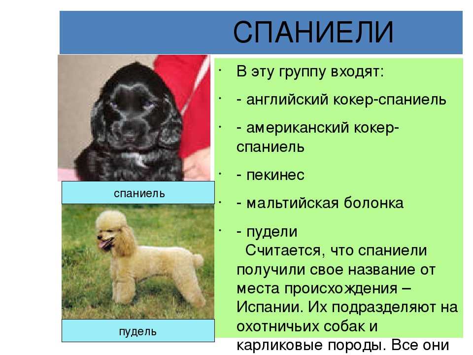 Чукотская ездовая: характеристики породы собаки, фото, характер, правила ухода и содержания