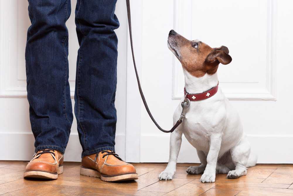 Как приучить щенка к ошейнику и поводку | блог ветклиники "беланта"