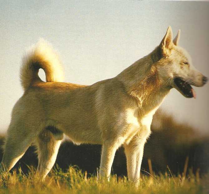 Ханаанская собака. фото и описание породы
ханаанская собака. фото и описание породы