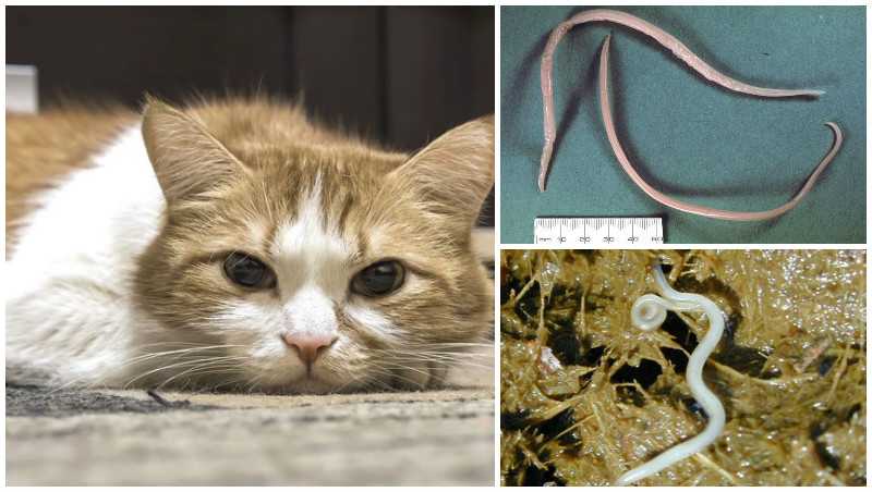 Плохой уход и неправильное лечение глистов у кошек может привести к заражению блохами, глистами, появлению лишая, чумки и других опасных заболеваний