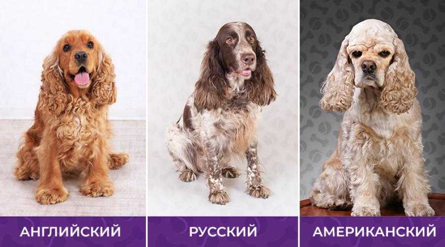 ᐉ как содержать дратхаара: описание породы, правила ухода, фото собак - zoovet24.ru