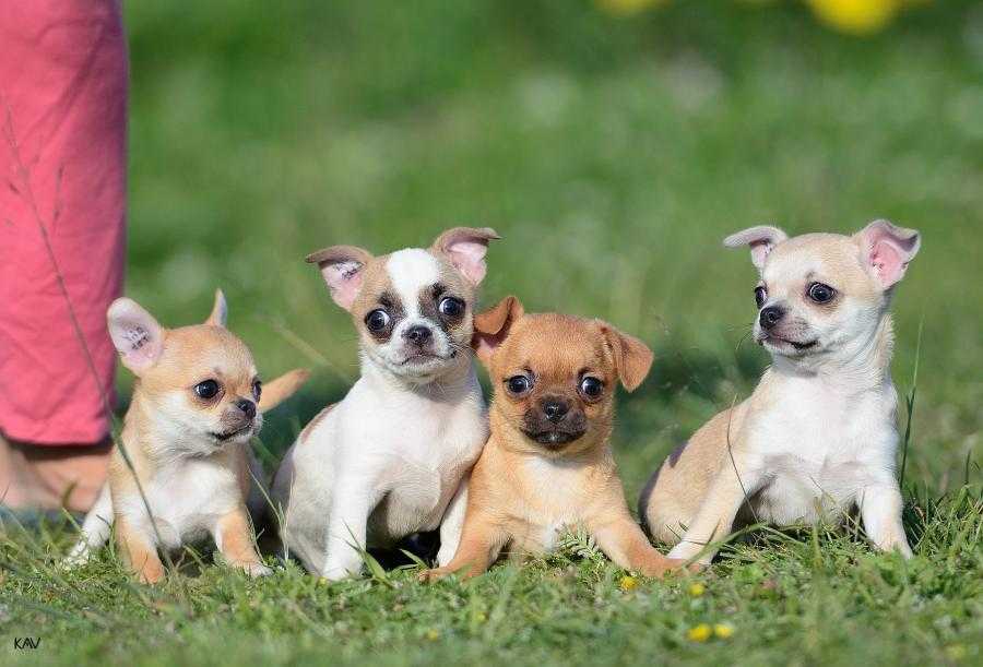 Топ-15 пород самых маленьких собак с фото