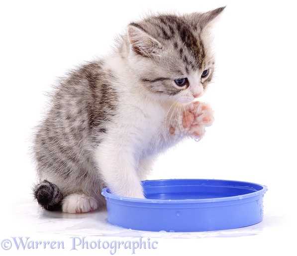 Как научить кормить котят