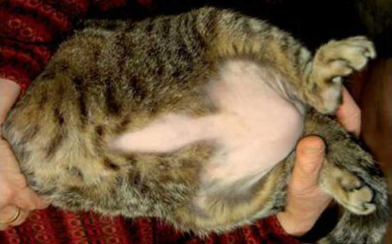 Кошка жирная шерсть причины