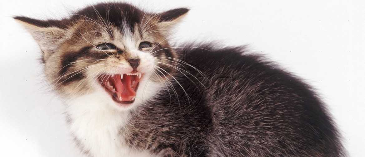 Почему кошка шипит на котят и что с этим делать
