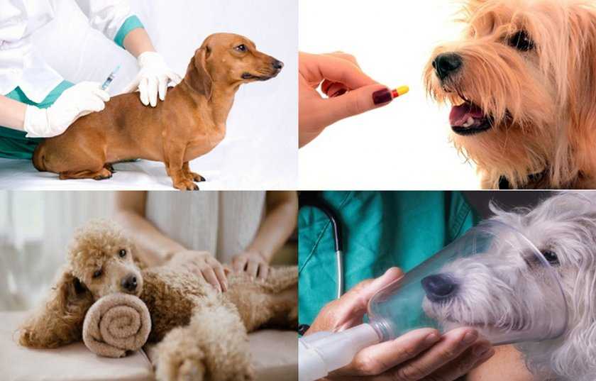 Анаплазмоз у собак – симптомы, диагностика и лечение
анаплазмоз у собак – симптомы, диагностика и лечение