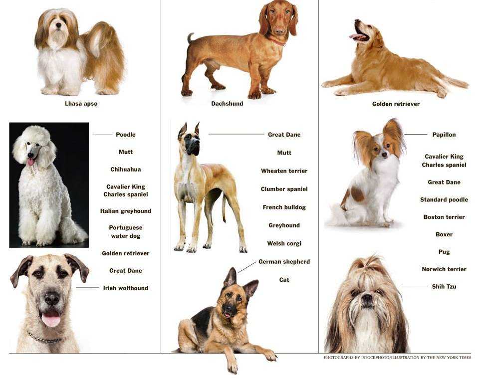 Лучшие собаки для квартиры: крупные, мелкие и средние породы, критерии выбора, описание 24 пород с фото