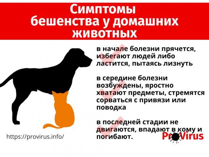 Бешенство у собак: 10 признаков, формы заболевания, прогноз