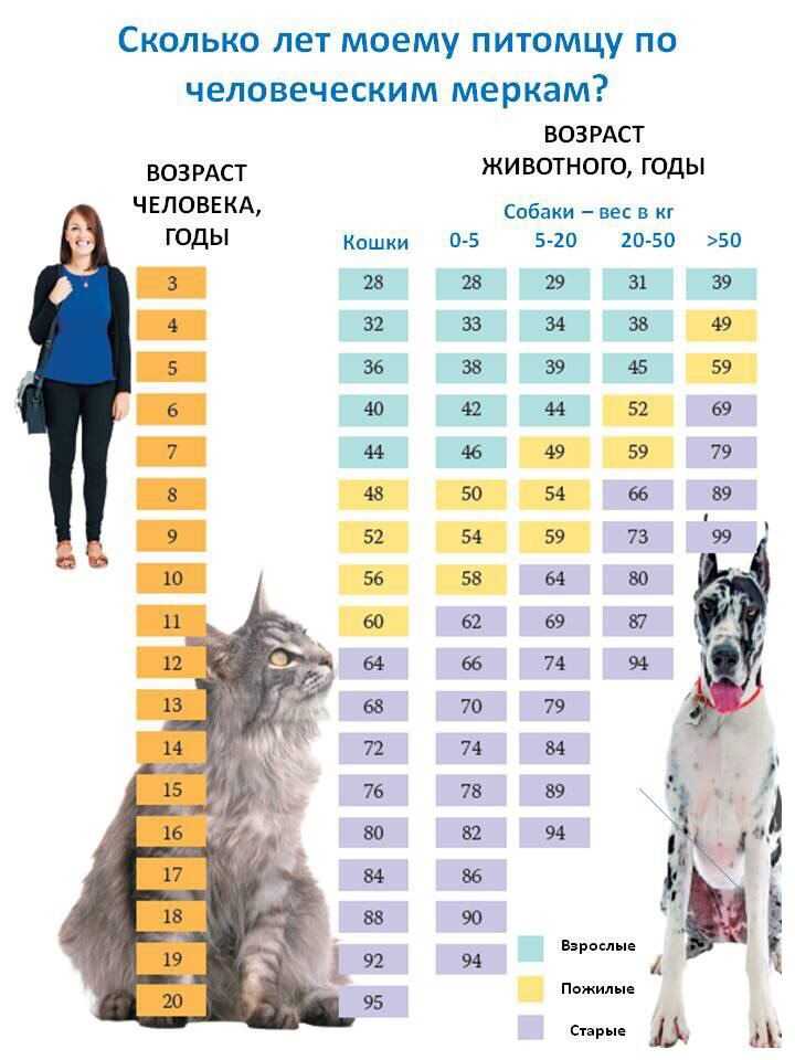 Сколько кошка должна пить воды в день? | poroda-koshek.com - все о кошках