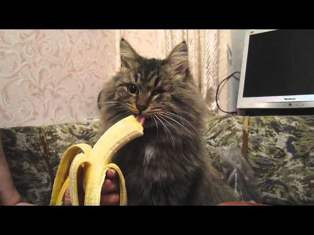 Можно ли кошкам бананы ответы