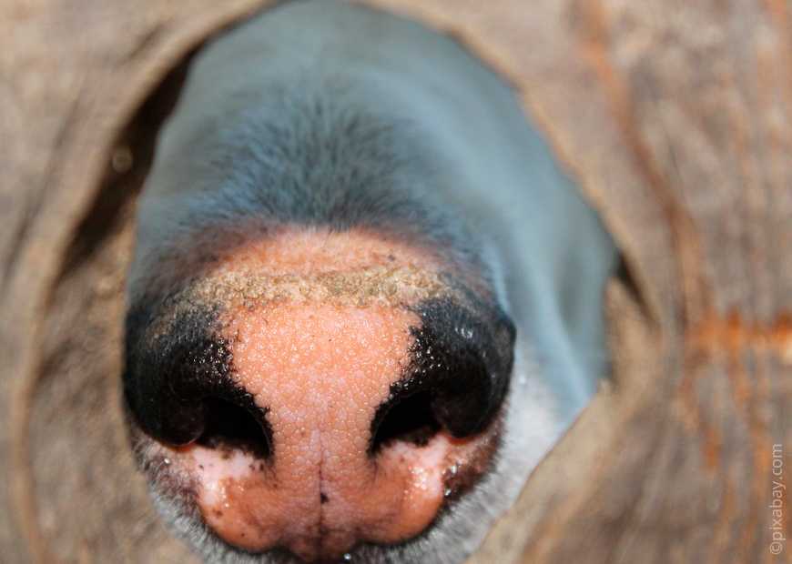 Как лечить насморк (ринит) и сопли у собаки в домашних условиях?