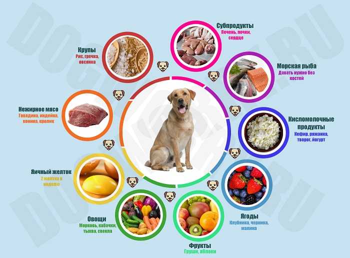 Натуральное кормление собаки: как правильно кормить естественной пищей, какими крупами и какой кашей лучше, можно ли свининой, рыбой, курицей и другим мясом