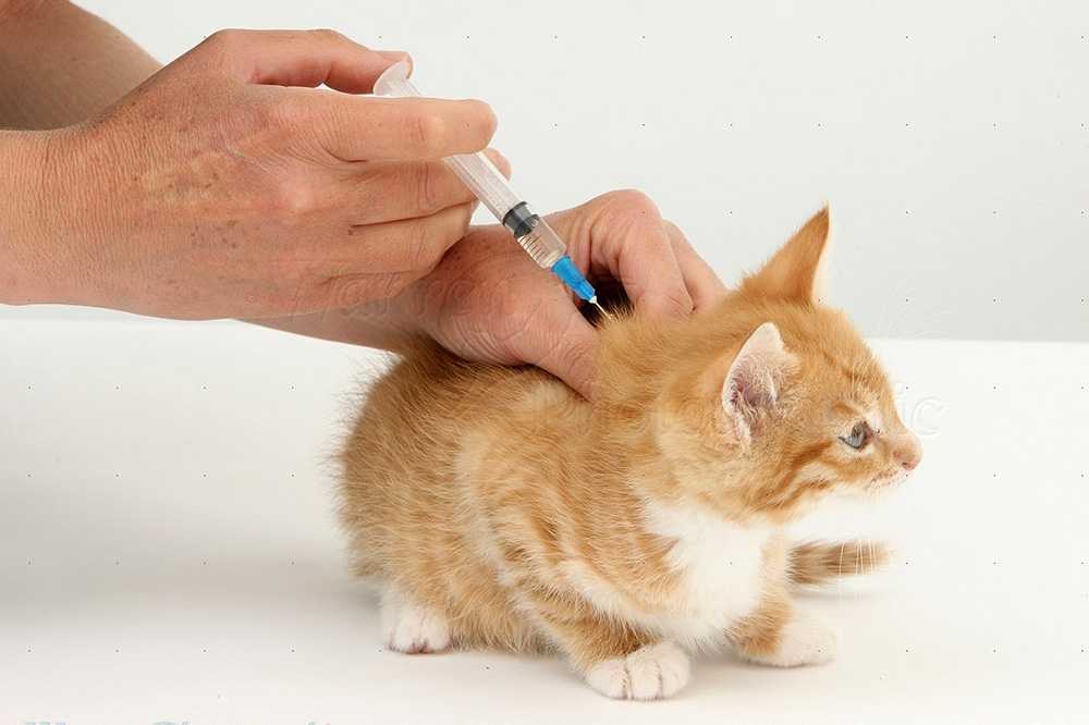 Как не заразиться глистами от кошки?