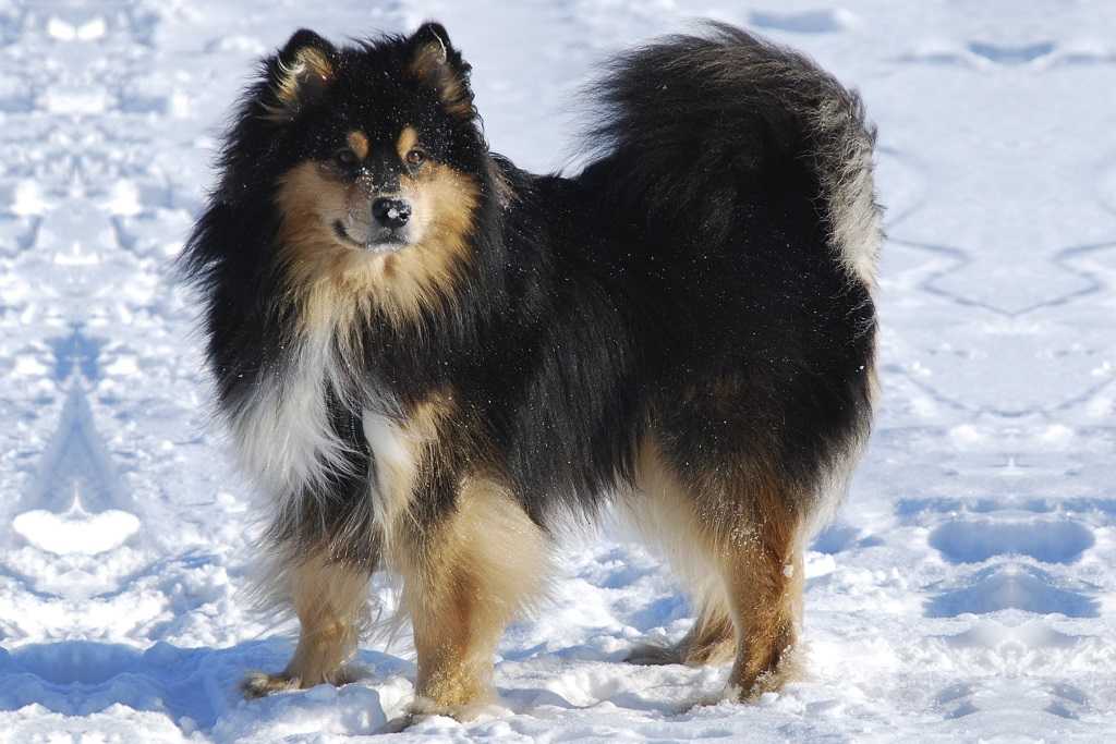 Финский лаппхунд: характеристики породы собаки, фото, характер, правила ухода и содержания