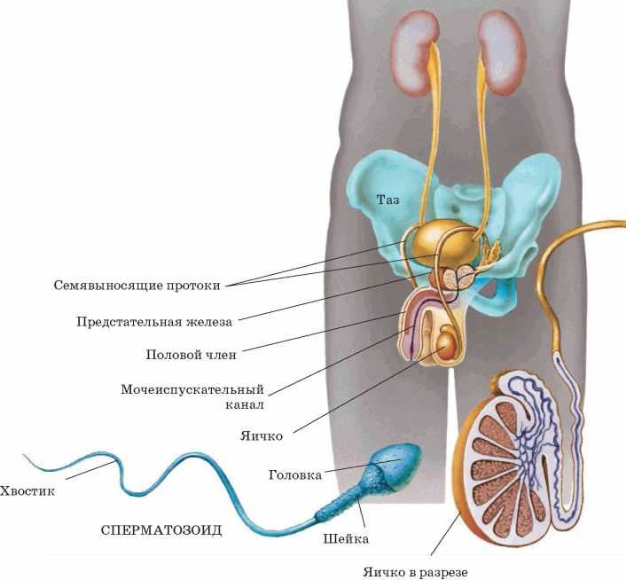 Репродуктивная система 8 класс. Строение мужской половой системы биология. Схема строения мужской репродуктивной системы. Схема мужской половой системы анатомия. Мужская и женская половая система биология 8 класс.