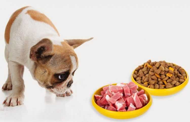 Как и чем кормить щенка чихуахуа: примерное меню в 1, 2, 3, 4 или 6 месяцев, режим кормления, список запрещенных продуктов