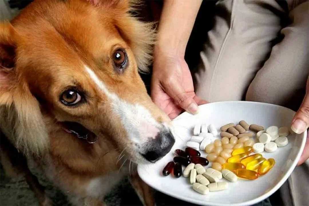 Можно ли давать собаке острую пищу? | hill's pet