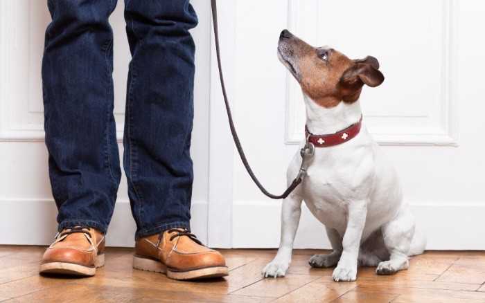 Отучаем собаку лаять: эффективные методы воздействия на питомца