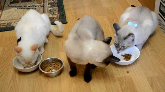 Чем кормят тайских котят
