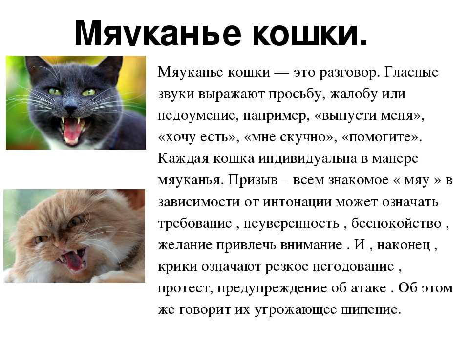 Кошка перестала ходить в лоток - что делать - kotiko.ru