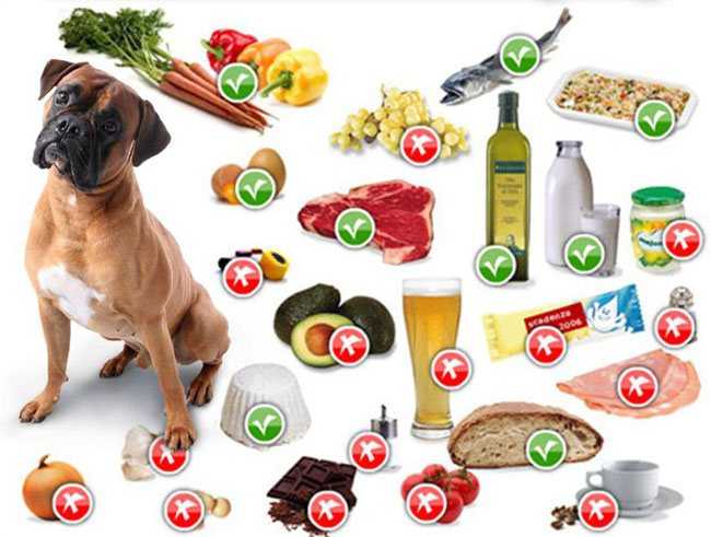 Чем кормить мопса: список разрешенных и запрещенных продуктов, как правильно выбрать корм, питание для щенков и взрослых собак