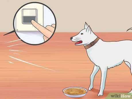 Как отвадить чужую собаку от своего дома