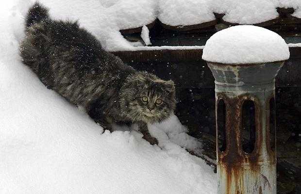 Мерзнут ли кошки зимой?