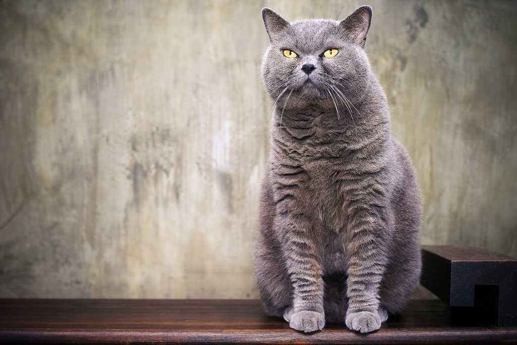 Британская короткошерстная: 200 фото, описание породы кошек от а до я, интересные факты, внешний вид